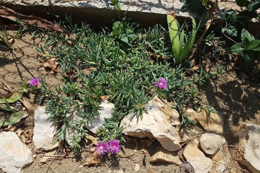 Apartment Kristic - Saplunara, Mljet Babino Polje Dış mekan fotoğraf